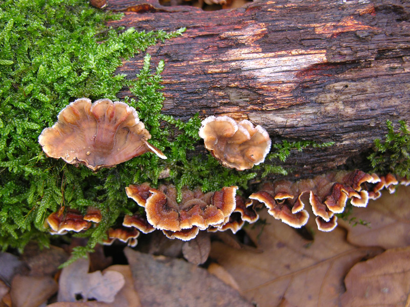 5 giorni d''acqua...poi i funghi (25 novembre)